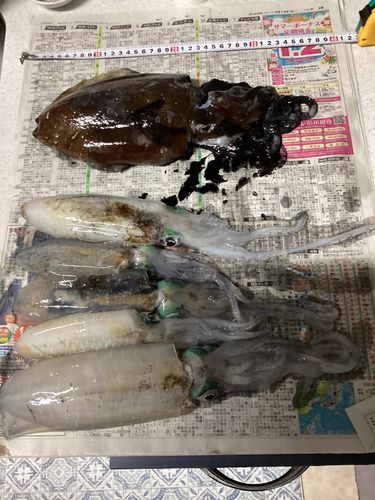 アオリイカの釣果