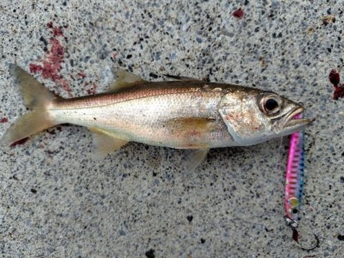 ムツの釣果