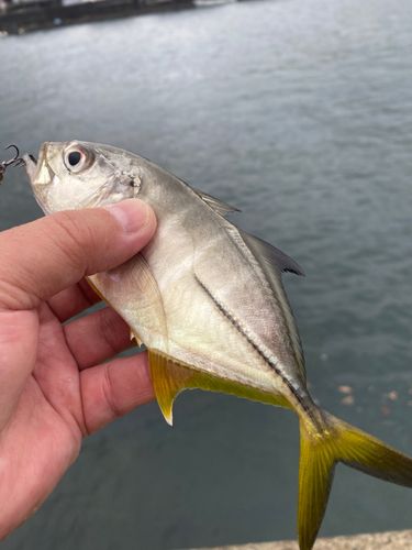 メッキの釣果