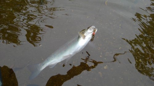 ニジマスの釣果