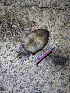 コウイカの釣果
