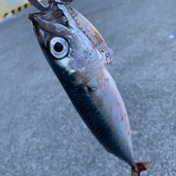 サバ