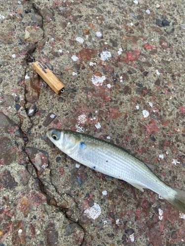 ボラの釣果
