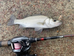 セイゴ（ヒラスズキ）の釣果