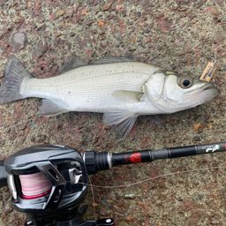 セイゴ（ヒラスズキ）