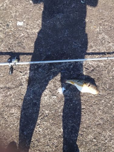 アカメフグの釣果