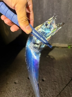 タチウオの釣果