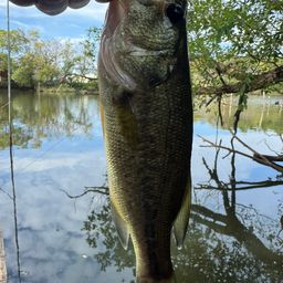 ラージマウスバス