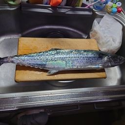 サワラ