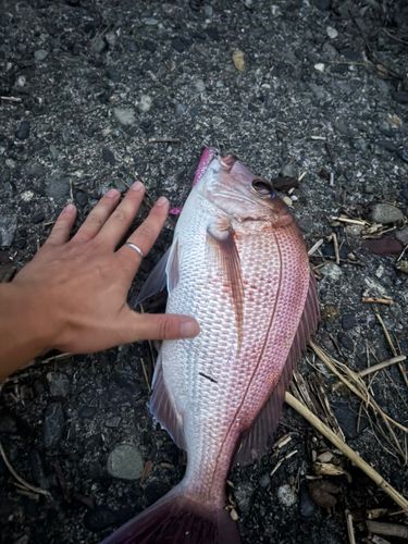 マダイの釣果
