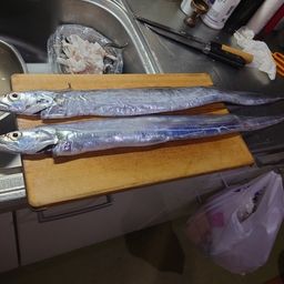 タチウオ