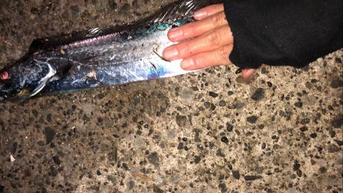 タチウオの釣果