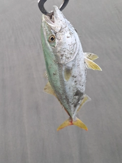 ワカシの釣果
