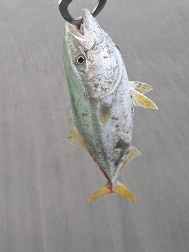遠州灘
