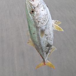 ワカシ