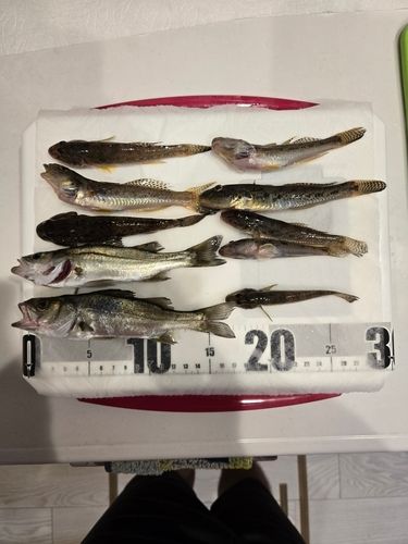 マハゼの釣果