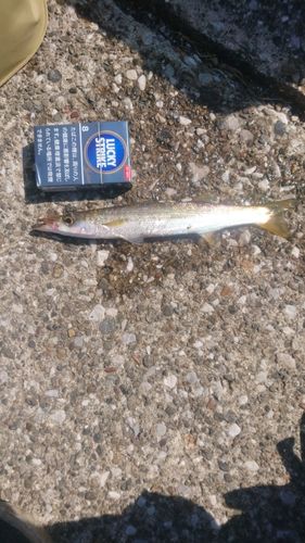カマスの釣果