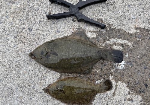 クロガシラガレイの釣果