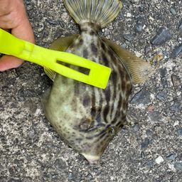 カワハギ