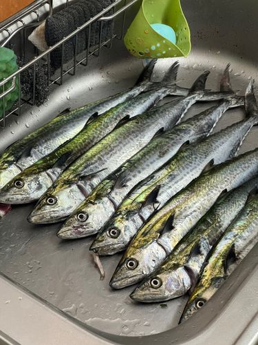 サワラの釣果