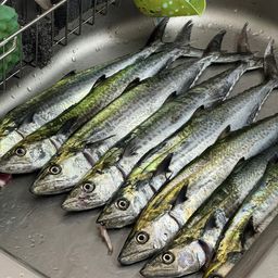 サワラ