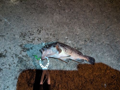 寿都湾