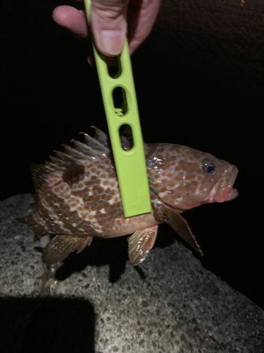 キジハタの釣果