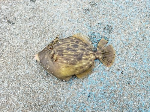 新地町海釣り公園