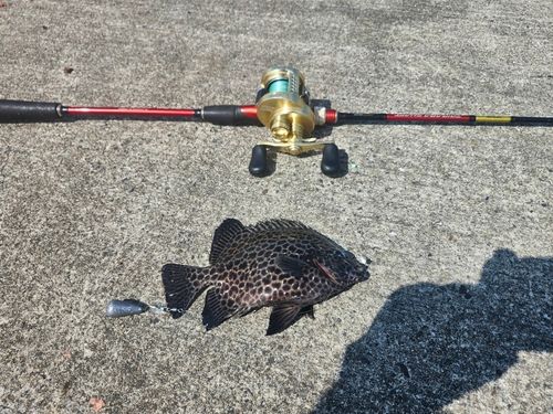 イシガキダイの釣果