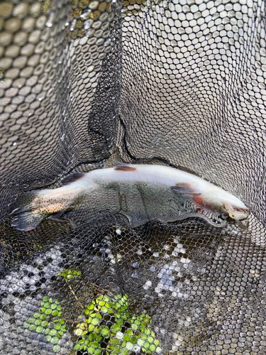 ニジマスの釣果