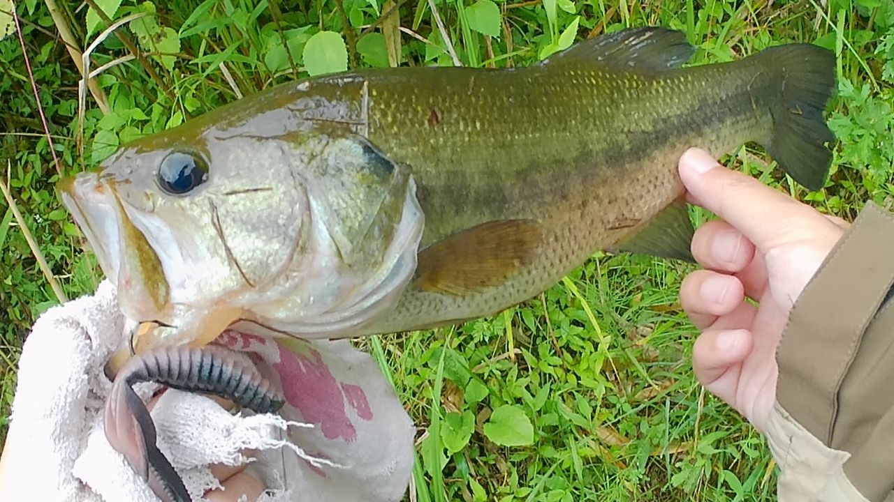 DAIWA 16HRF® (ハードロックフィッシュ) KJ 77MHBの最安値・インプレ