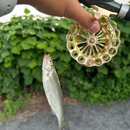 ワタカ