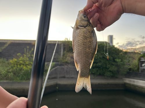 フナの釣果