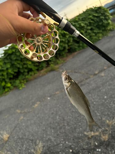 ワタカの釣果