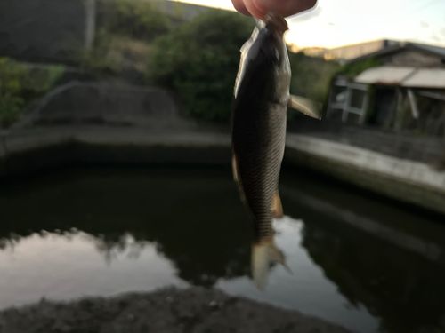 コイの釣果