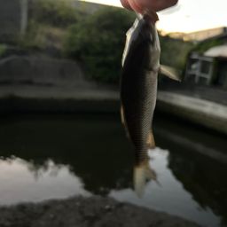 コイ