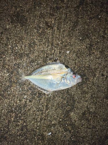 ヒイラギの釣果