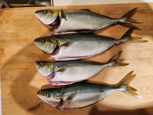 ハマチの釣果
