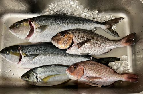カンパチの釣果