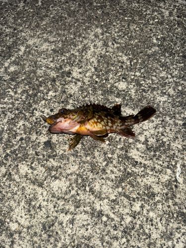 カサゴの釣果