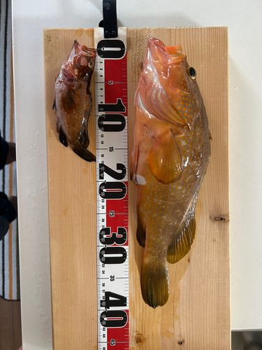 オオモンハタの釣果