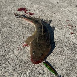 マゴチ