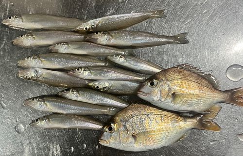 シロギスの釣果