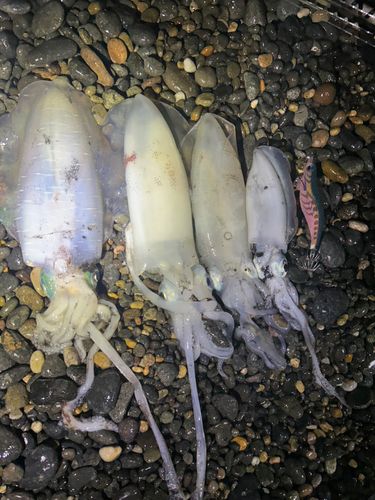 アオリイカの釣果
