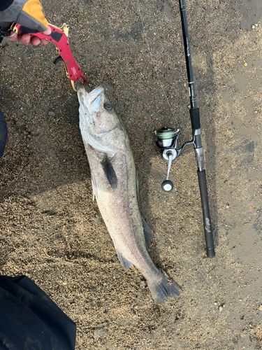 マルスズキの釣果