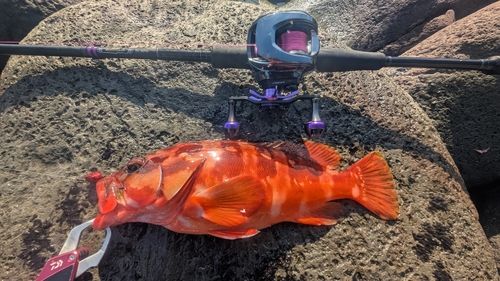 アカハタの釣果