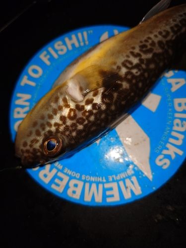 フグの釣果