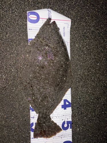 ヒラメの釣果