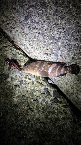 アコウの釣果