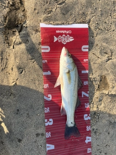マルスズキの釣果
